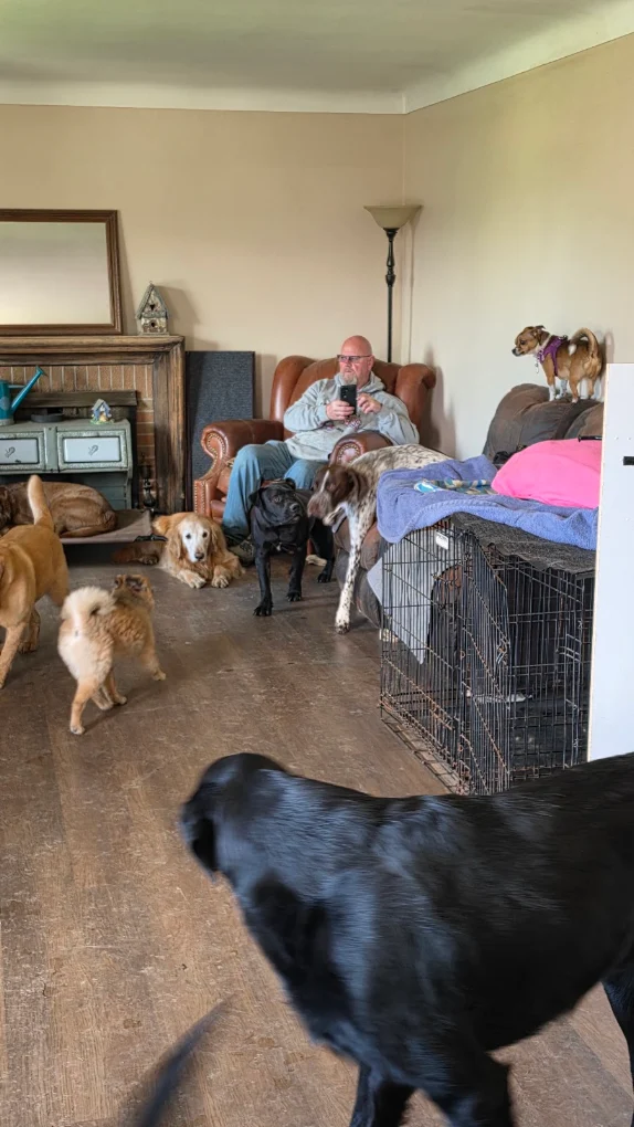 Cozy home-style couches and lounge for Happy Tails dogs