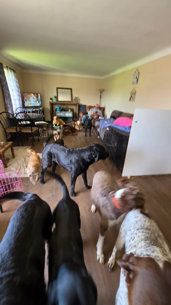 Small group of daycare dogs playing together at Happy Tails