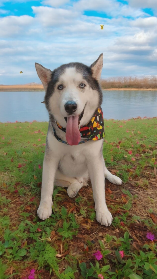 Happy dog playing outdoors on the grass at Happy Tails