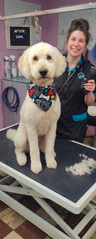 Alex smiling with a freshly groomed doodle at Happy Tails